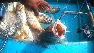 SHALLOW WATER JIGGING IN GOA CAUGHT FINGER MARK SNAPPERS AND JACK'S