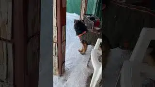 Хэви играет с Герой #dogs #австралийскийхилер #australianheeler #немецкаяовчарка #собака #зима