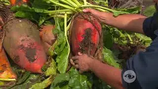 Remolacha en la suplementación de bovinos | La Finca de Hoy