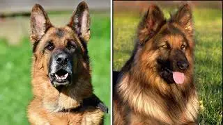 Everything You Need to Know About German Shepherd Dog | Behavior, Physical Appearance and many more