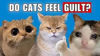 How Do CATS Say SORRY The SIGNS You&rsquo;re MISSING!