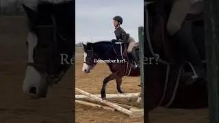 Glow up? #horse #horsey #equestrian #equines #pony #horsegirl #horsesarecool #horseriding #ponylover