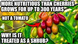 One Tree Feeds You For A Lifetime. No Pests. Better Than Tart Cherries. But It's Treated As a Shrub?