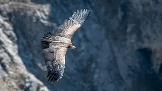 AKBABA SESİ (VULTURE SOUND)
