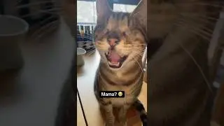 Blind cat cries for his mama 💔