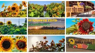 Sunflower Field Tanaka Farms California