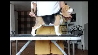 The Do's and Don'ts of Stacking Your Beagle Puppy
