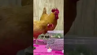 Two Chickens In Love