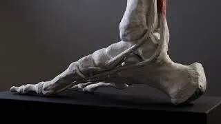 Foot pronation and supination #pronation  #anatomy  #supination #biomechanics  #medicalanimation