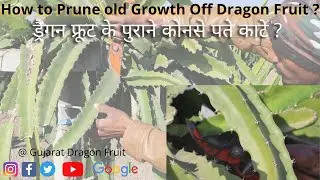 How to Prune old Growth Off Dragon Fruit ? | ड्रैगन फ्रूट के पुराने कोनसे पते काटे ? | Pruning | GDF