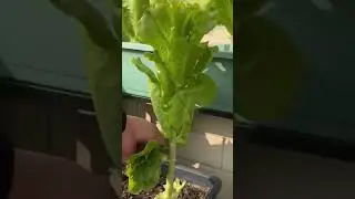 Unglaublich! Diese Maschine schneidet Pflanzen extrem schnell und pr&auml;zise 🌱