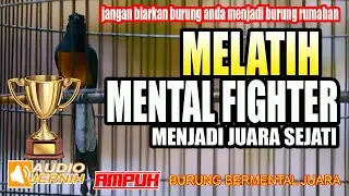 MELATIH MENTAL FIGHTER MURAI BATU LOMBA 🆗PERSIAPAN LOMBA KICAU