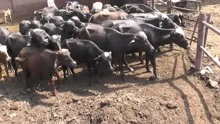 katte for sale in ferozwattwan