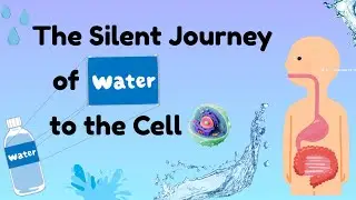 The Silent Journey of Water \\ How water reaches to every cell in our body.