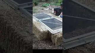 I need a bigger cold frame #garden #growyourownfood #urbanfarming