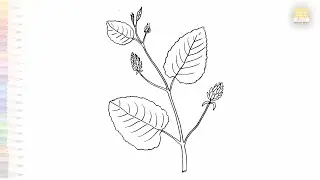 Babchi plant drawings | Art tutorial | How to draw Babchi Psoralea corylifolia simply #artjanag