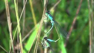 Lantaarntje - Ischnura elegans