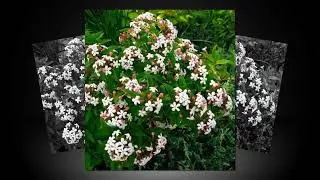 Abelia mosanensis the Monia variety the flower that  perfumes us garden