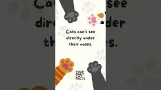 Daily Cat Facts 34
