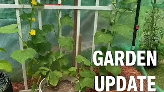 Northern Illinois Garden Update 🌿 Tomatoes Gone Wild, Baby Cucumbers, and Desert Flowers in Bloom