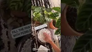 Let&rsquo;s make pebble tray for extra humidity 💚#shorts#plantlover #plantsofinstagram #plants #calathea