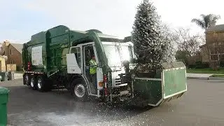 Christmas Trees vs. Chino Condor Curotto Cans