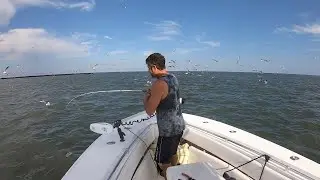Throwback to Summer, Snapper Blues Blitz, 43 Ocean Convertible???
