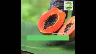 How Plant Science Helped Save the Papaya
