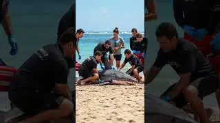Rescue Team Tries to Save a Stranded Great White Shark! 🦈🆘😱 #SharkRescue #GreatWhite #ViralClip