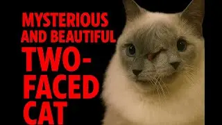Mysterious And Beautiful Two-Faced Cat