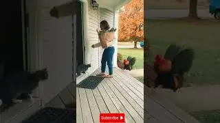 🐓 Episode 1 &mdash; Rooster Attack | The Guardian Cat Owne#CatHero