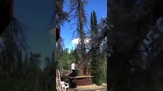 Intelligent Tree Cutting 😆😄