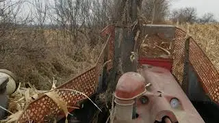 IH Farmall M picking the last of 2019 corn