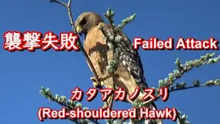襲撃に失敗したカタアカノスリ (Red shouldered Hawk; Failed Attack)、カリフォルニアの愛しい鳥たち