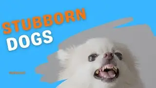 7 Most Stubborn Dog Breeds That Will Test Your Patience