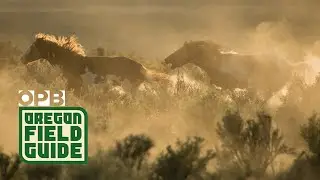 Wild Mustangs of Oregon