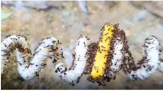 Tiny Ants, Big Mission: Carrying Prey Across Tough Terrain 🐜