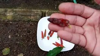 Mudahnya membuat bibit Cabe Jamu