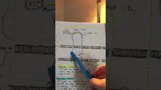 Phosphocreatine Shuttle (From Mitochondrion to Actin-Myosin)
