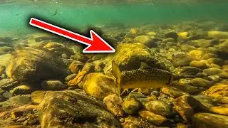 This Wild Mountain Stream had SO MANY CHAR! 🏔️
