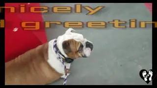 Houston dog training | 