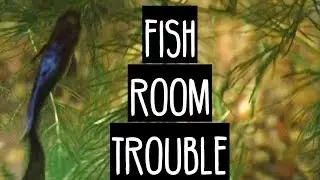 Fish 🐠 Room Trouble