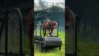 TU PERRO NO DESTRUYE POR MALDAD (LO QUE PASA EN SU CEREBRO TE VA A INCOMODAR)