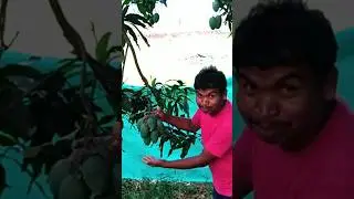 A for AAA  mmm |Organic small size mango in my farm#sangamaifarming  #shorts