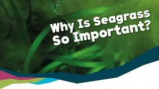 Seagrass - Why Is It So Important?