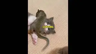 Выращена кошками 🐿️🐱
