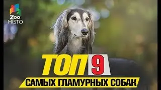 Топ 9 самых гламурных собачек | Top 9 most glamorous dogs
