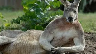 Bushranger's Fauna Facts: Kangaroos
