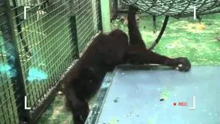 See what our animals get up to whenever and wherever you want