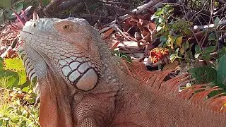 Iguanas LOVE Food!!! Hand Feeding Wild Green & Spiny-Tailed Iguana in Cancun Mexico